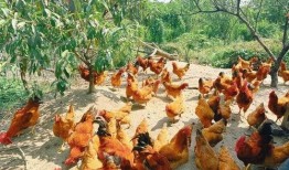 鸡爪养殖爆料视频播放下载,爆款视频播放下载背后的养殖秘密